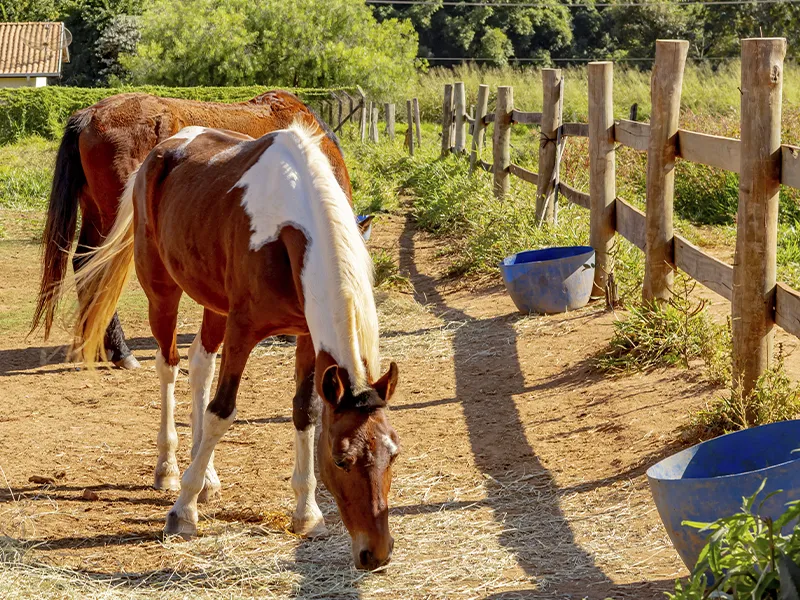 Final de Semana na Fazenda