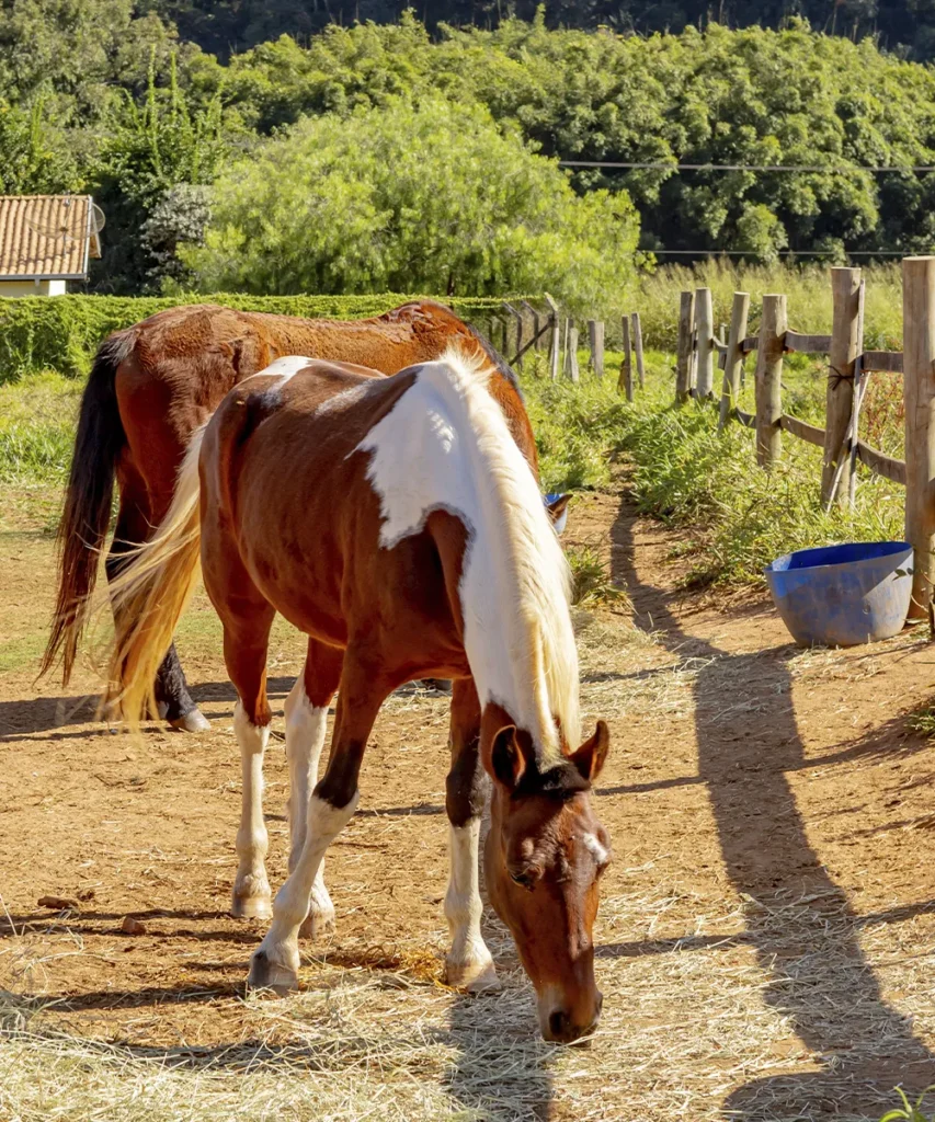 O que fazer no Hotel Fazenda no Interior de São Paulo